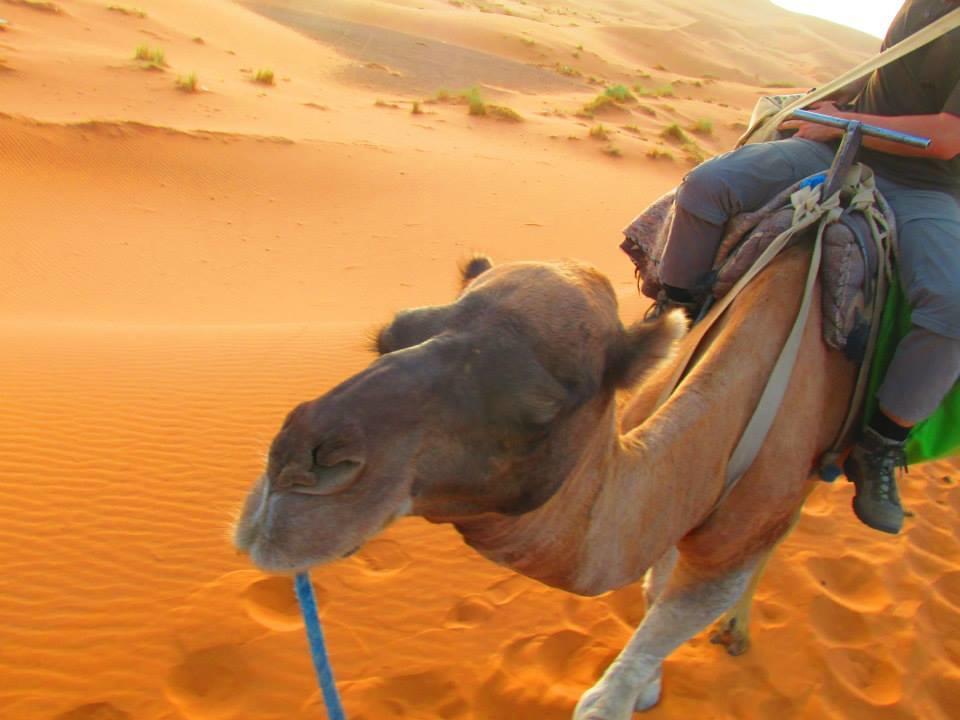 Tofu Hotel & Safari Jaisalmer Eksteriør bilde